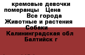 кремовые девочки померанцы › Цена ­ 30 000 - Все города Животные и растения » Собаки   . Калининградская обл.,Балтийск г.
